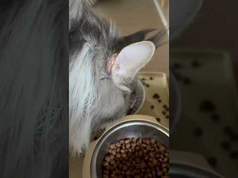 ASMR kitty #asmr #lofiasmr