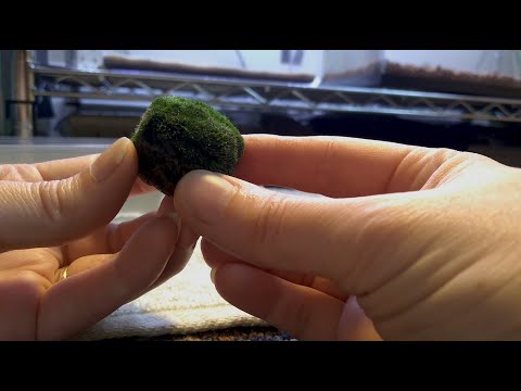 💧💚~Marimo Moss Balls & How to Propagate Them~💚💧  ASMR Whispered
