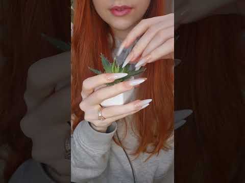 fake plant asmr💚#asmrvideo #relax #fakeplants #asmr #asmrsounds #plantasmr #tappingtriggers #relax