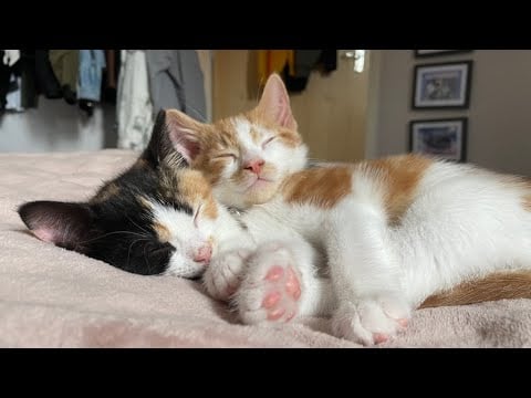 ASMR with Kittens 🐱 (purring, petting, grooming, playing)