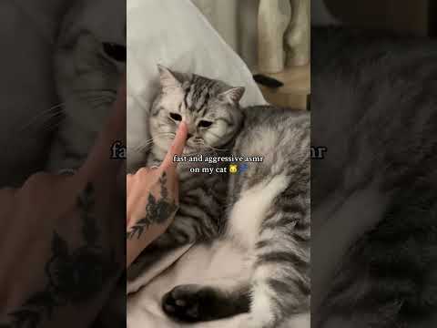 #asmr on the cutest cat ever #mouthwhisper