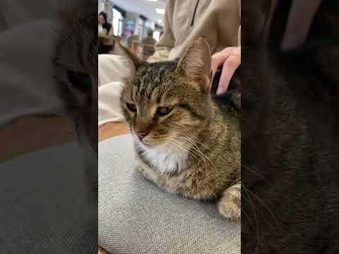 Cats and songs