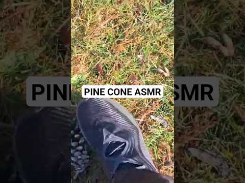 Pinecone ASMR #asmr #tingly #asmrtriggers #satisfying #tinglysounds #asmrvideos #fast #tapping