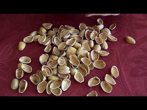 Pistachio shells, skořápky z pistácií ASMR CZ