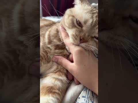 АСМР КОТ #асмр #asmr #кот #cat #муся #whisper #шепот #lofi