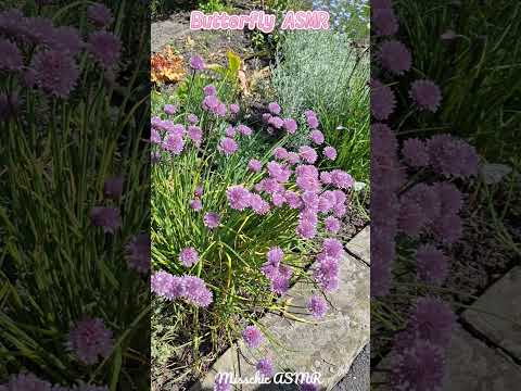 ASMR Butterflies in the park 🦋 #naturesounds #butterfly #asmrnature