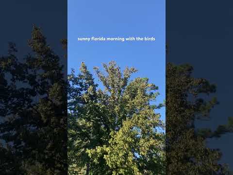 sunny florida morning with the birds #asmr