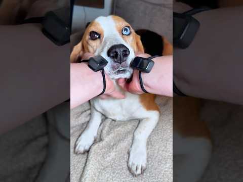 asmr scratching my adorable dog #asmrdog #asmrscratching