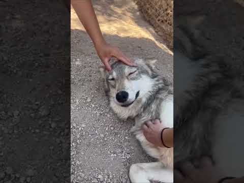 Me want °^° #pets #wolf #cute #animals  (i dunno where its from)
