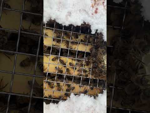 A Honeybee Explains Where the Food Is 🐝 Doing the Waggle Dance!