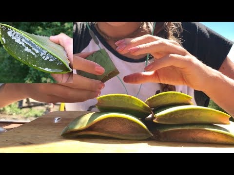 ASMR ALOE VERA CHALLENGE | SOFT STICKY CRUNCHY SOUNDS