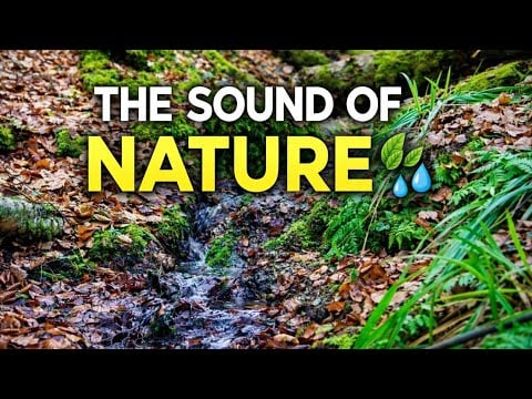 Nature Sounds Series #2 🌿💧 | Same Forest Stream, Pure Relaxation