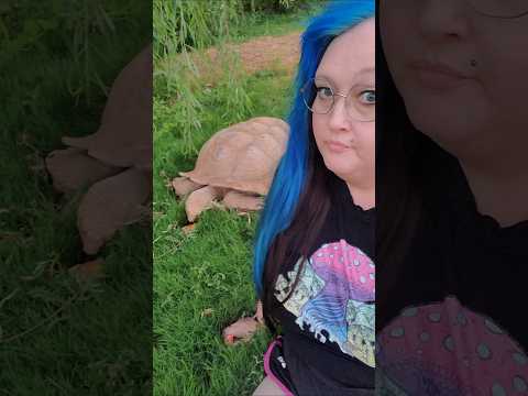 Apple Season African Sulcata Tortoise 🐢 👌 🍎