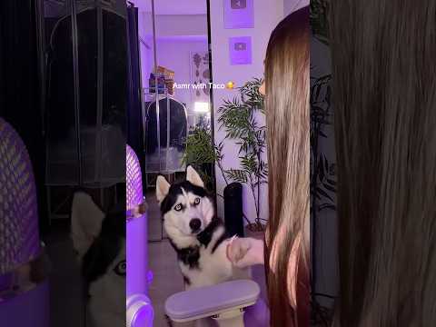 ASMR with Taco 🌮🥰 he is such a good boy 🐕 #asmr #asmrvideo #asmrsounds #dog #husky