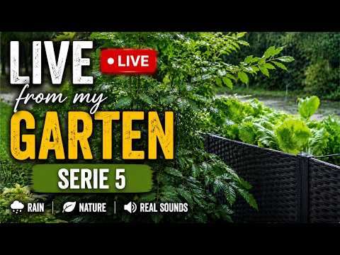 🔴 LIVE From My Garden – Series #5 🌧️ Real Rain Sounds for Sleep, Relaxation & Study