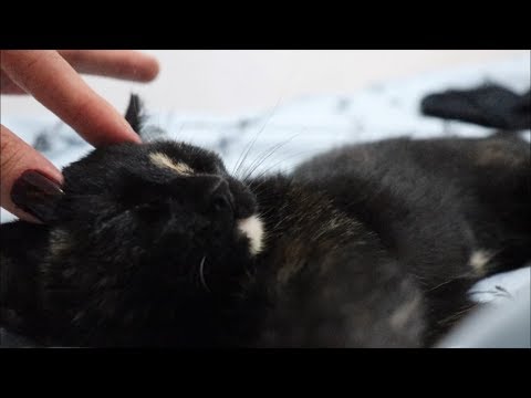 ASMR - MASAJE RELAJANTE A MI GATO