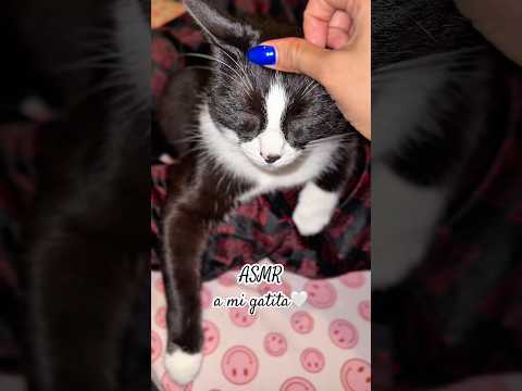 ASMR a mi gatita 🐈‍⬛🤍 #relax #youtube #viral #ytshorts #youtubeshorts