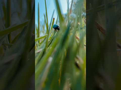 POV you've shrunken down to bug size #asmr #raeasmr #povasmr