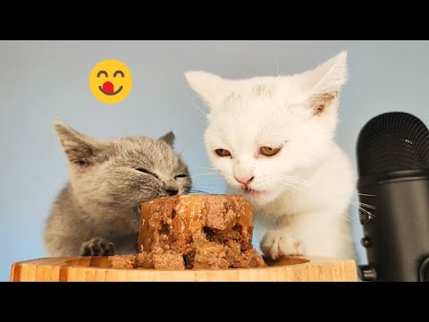 White and Gray Cats Eating Wet Cat Food ASMR Mukbang