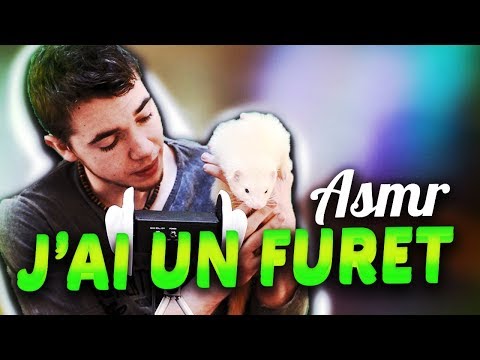 🐭 ASMR Français : J'ai un Furet ! Karma 🐭