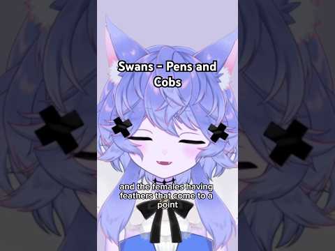 Female and Male Swans: Pens and Cobs
