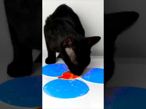 ASMR Mukbang Cat Eating Orange 🧡