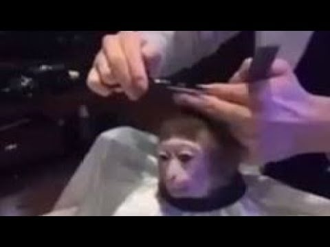 ASMR CASEIRO CORTANDO SEU CABELO & E SUA INSÔNIA 🫵🏻🩷