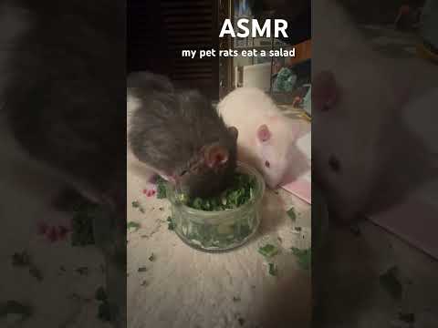 ASMR my pet rats eat a salad! (sorry for the mess, I’m in tbe middle of moving rn 😅)