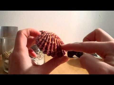 ASMR Soft Spoken - Seashells Show & Tell