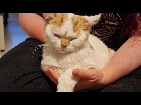 Vi har fått hem en ny familjemedlem - en kattunge ❤️
