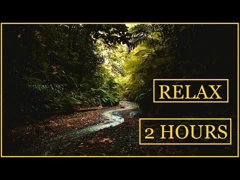 2 Hours of gentle rain sound and birds in a forest. For sleeping, studying, reading, relax. Enjoy❤️