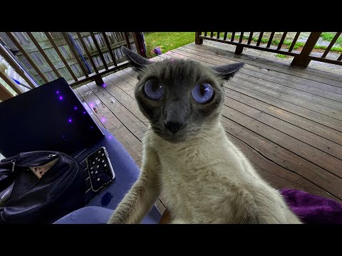 ASMR WITH MY SIAMESE CAT! (Kitten-tingles, super relaxing)🐱🥰💛 (Nature Sounds/ Rain Sounds)Whisper