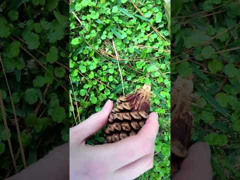 🌿 ASMR Nature Sounds, Pinecone Tapping, Gentle Cat Purrs