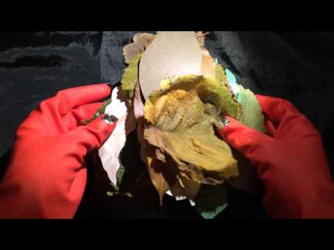 ༺♥༻ Red Rubber Gloves ༺♥༻🍂༺♥༻ [[ASMR]]