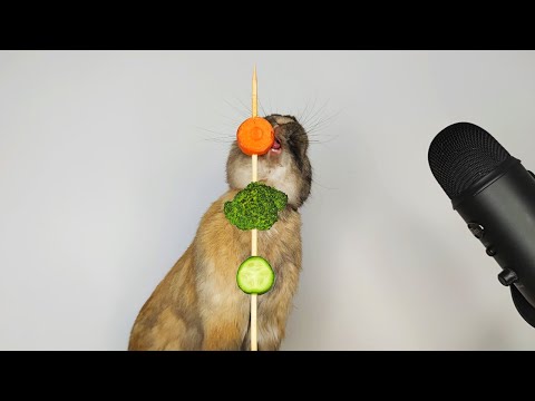 Rabbit Eating Crunchy Food ASMR