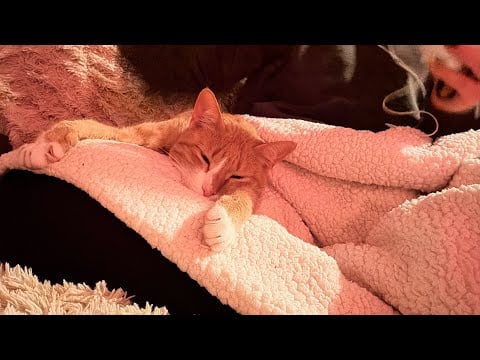 ASMR 🐈‍⬛🏺 Goldie learns about cats in ancient Egypt