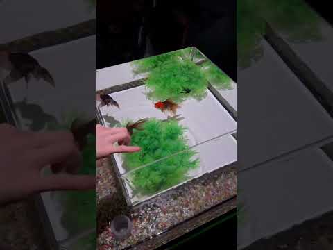 This gives me tingles every time🤤 #asmr #asmrfish #asmrnature #artaquarium #tokyojapan #tokyotravel