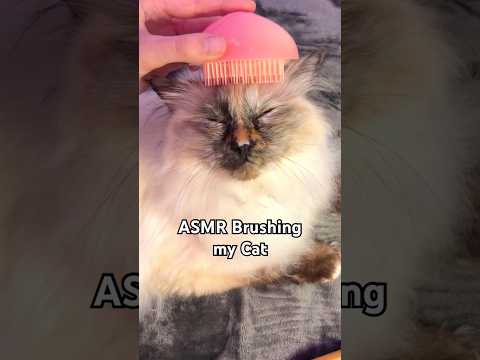 ASMR Brushing my Cat! Tingly Brushing + Whispering #asmr #asmrbrushing