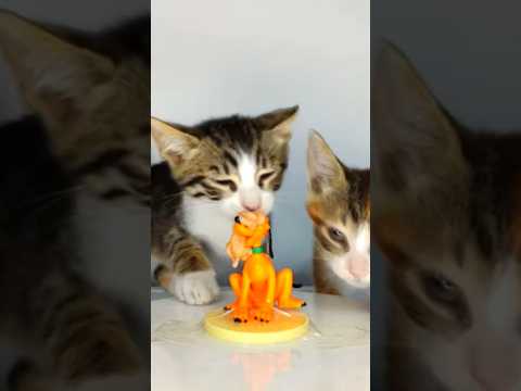 Kittens ASMR 🐕