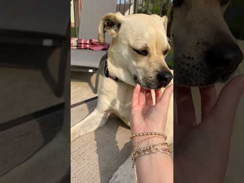 ASMR Petting my Dog #asmr #dogasmr #asmrsounds #visualtingle #asmrtriggers #asmrvideo #relax