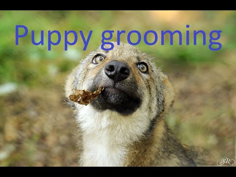 Puppy grooming/furry asmr/you are my little puppy