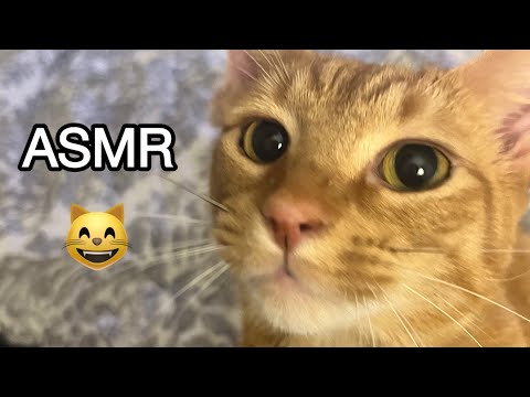 ASMR but it’s my CAT