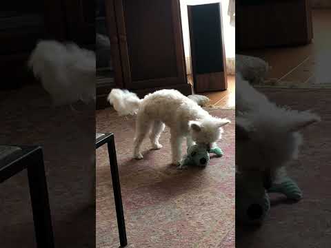 Shasta gets a new toy