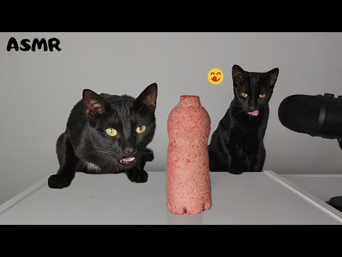 Kitten & Cat eating Sausage Bottle ASMR