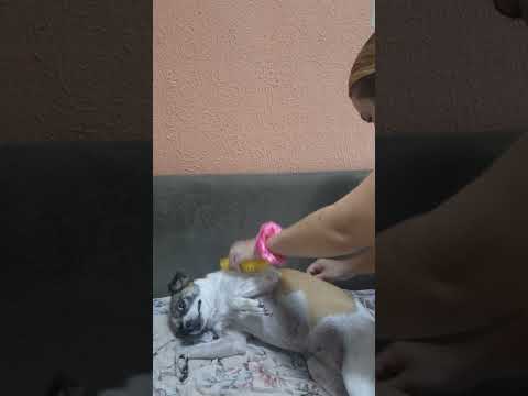 #asmr #asmrsounds penteando minha doguinha 🐶❤️