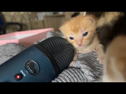 What Happens When Kittens Hear Sounds for the First Time?