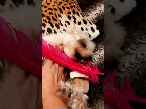 Masajeando a mi lindo perrito #asmr#perro, #masaje#carino #relax