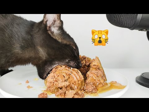 Cat Eating Wet Food with Chicken in Jelly ASMR