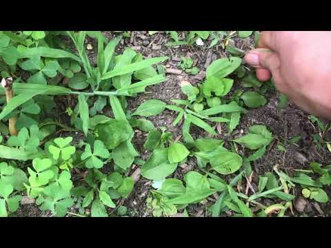Doing asmr outside.  [lofi tingles]