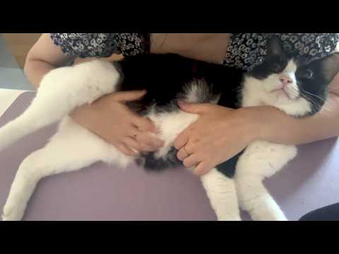 ASMR COCCOLE CON SIMBA (whispering, fire sounds, purring)